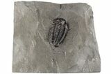 Calymene Niagarensis Trilobite - New York #199016-1